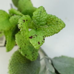 125cm Artificial Hanging Trailing Mint Leaf Garland Plant - TikTopia