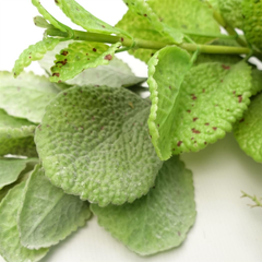 125cm Artificial Hanging Trailing Mint Leaf Garland Plant - TikTopia