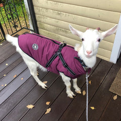 Waterproof Dog Clothes Winter Dog Coat With Harness Warm Pet Clothing Big Dog Jacket Chihuahua Labrador Coat Costume - TikTopia