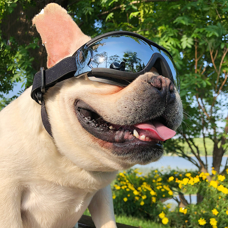 Pet Sunglasses Dog Windproof Glasses Accessories Goggles - TikTopia