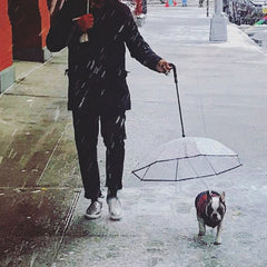 Dog's Transparent Umbrella With Traction Chain Removable Umbrella Pet Products - TikTopia