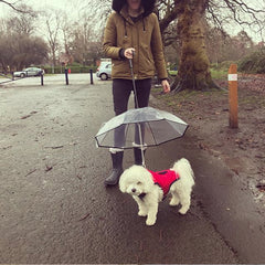 Dog's Transparent Umbrella With Traction Chain Removable Umbrella Pet Products - TikTopia
